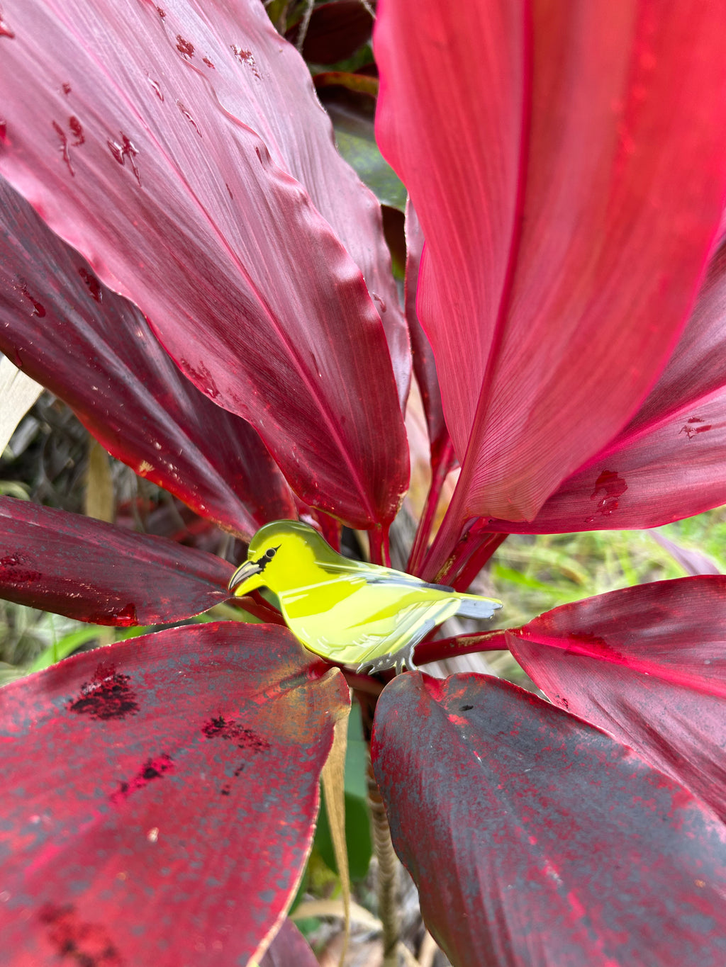 ʻAmakihi Hair Clip